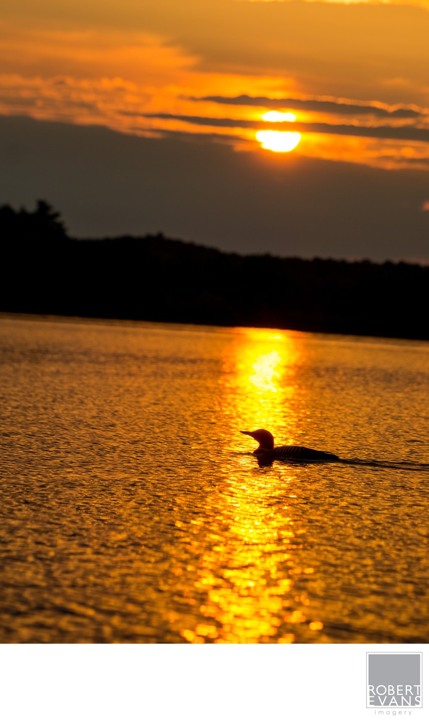 A loon swims across the golden reflection of a sunset.