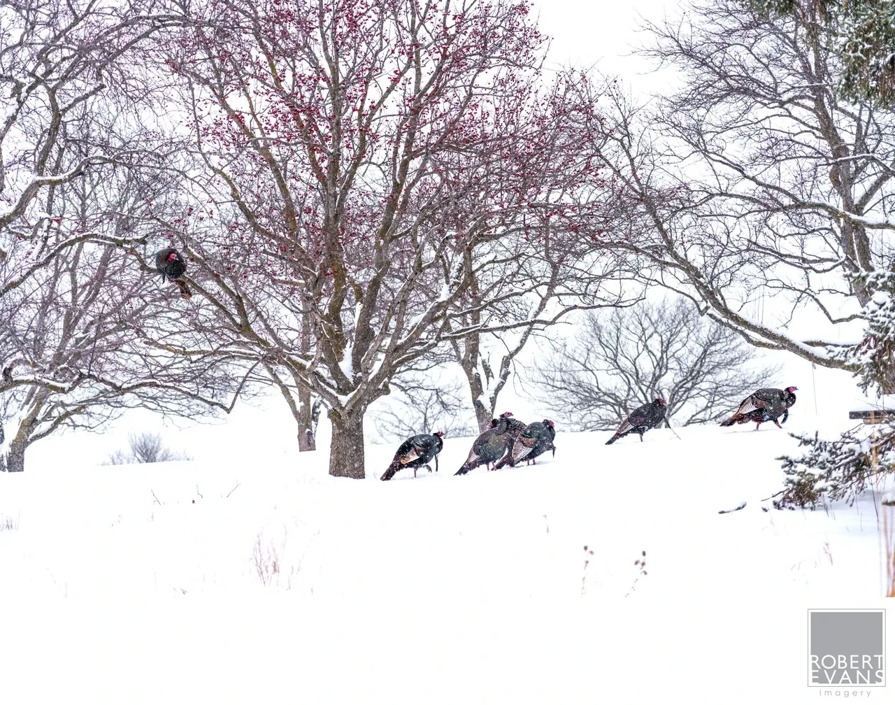 Wild turkeys gather beneath the spreading branches of a bare tree on a snowy hillside.