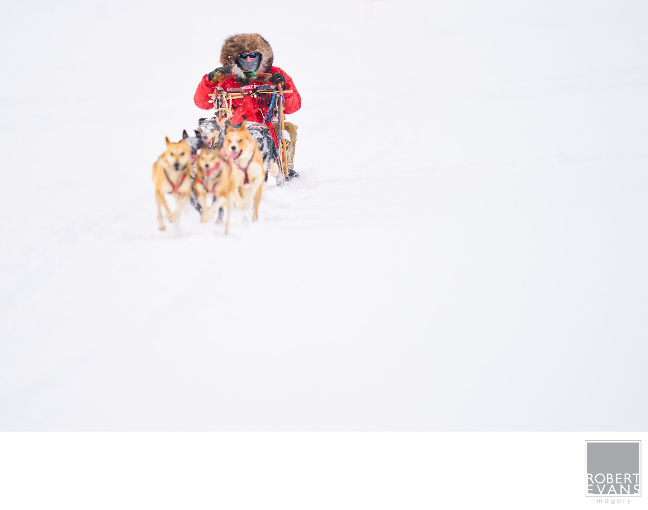 A musher follows a team of sled dogs across a wide snow-covered landscape.