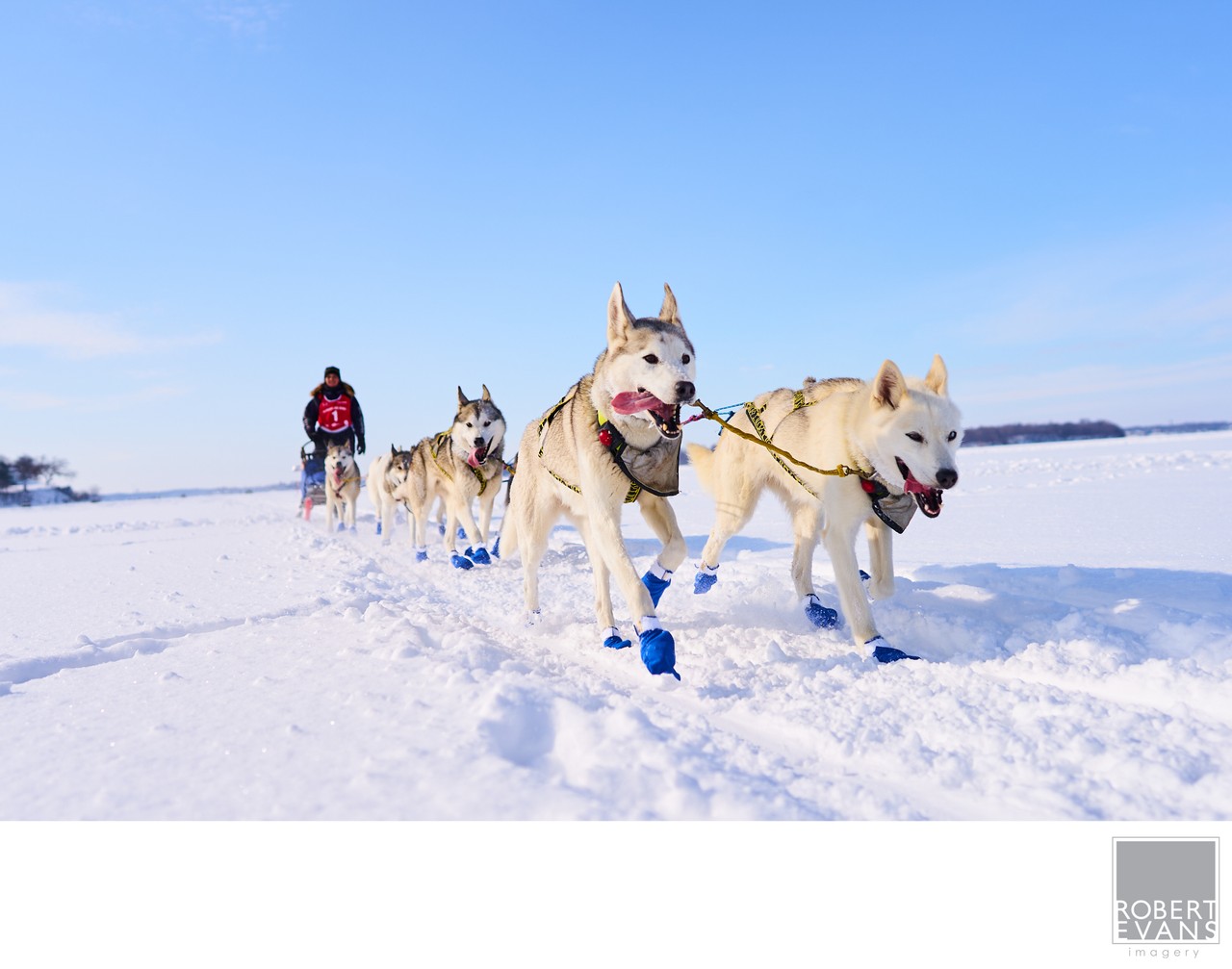 A team of sled dogs races across packed snow under a clear blue sky.