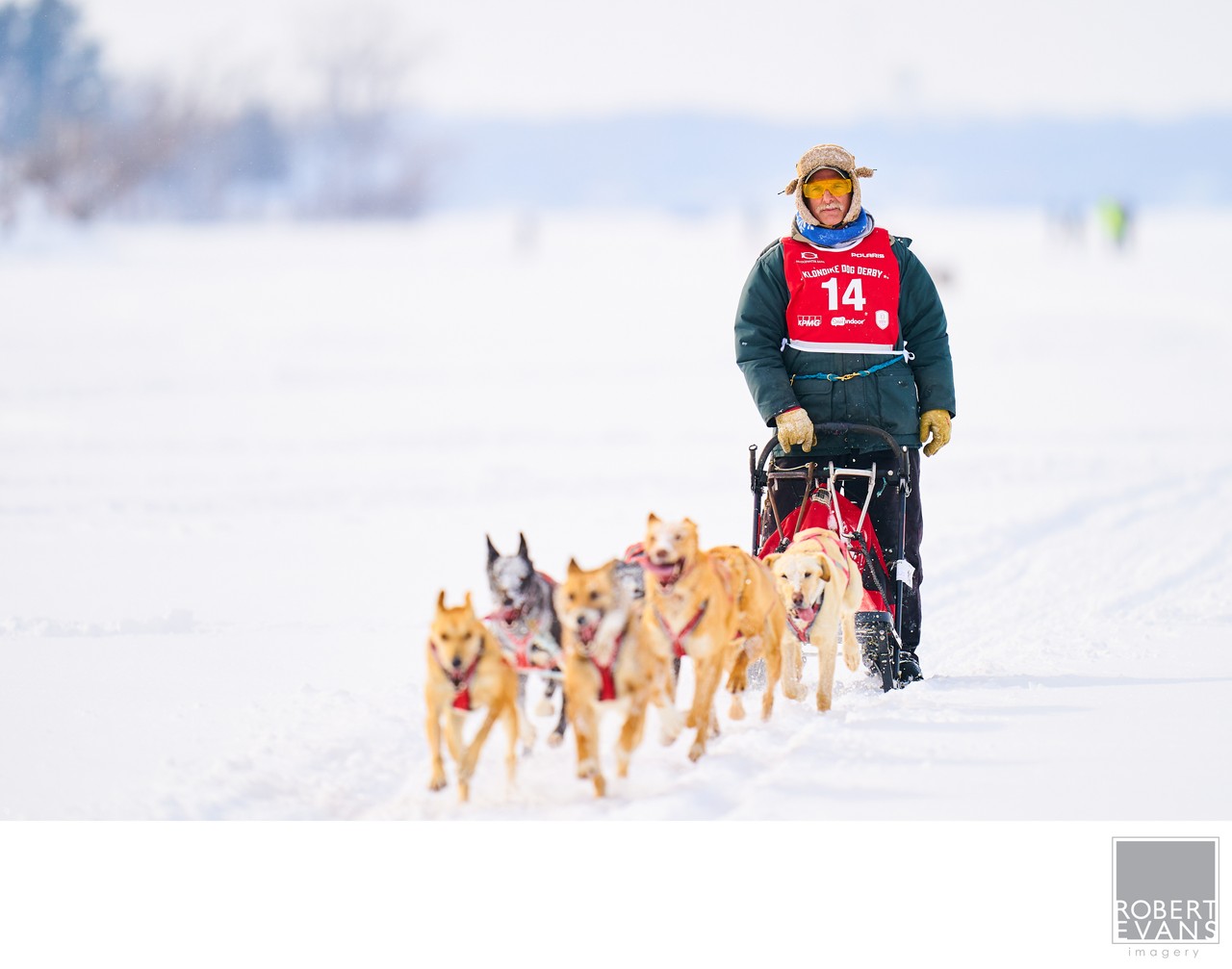 A musher wearing race bib 14 follows sled dogs through a snowy landscape.