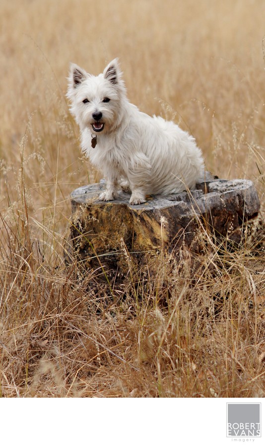 A small white dog stands on a low stump in dry golden grass.