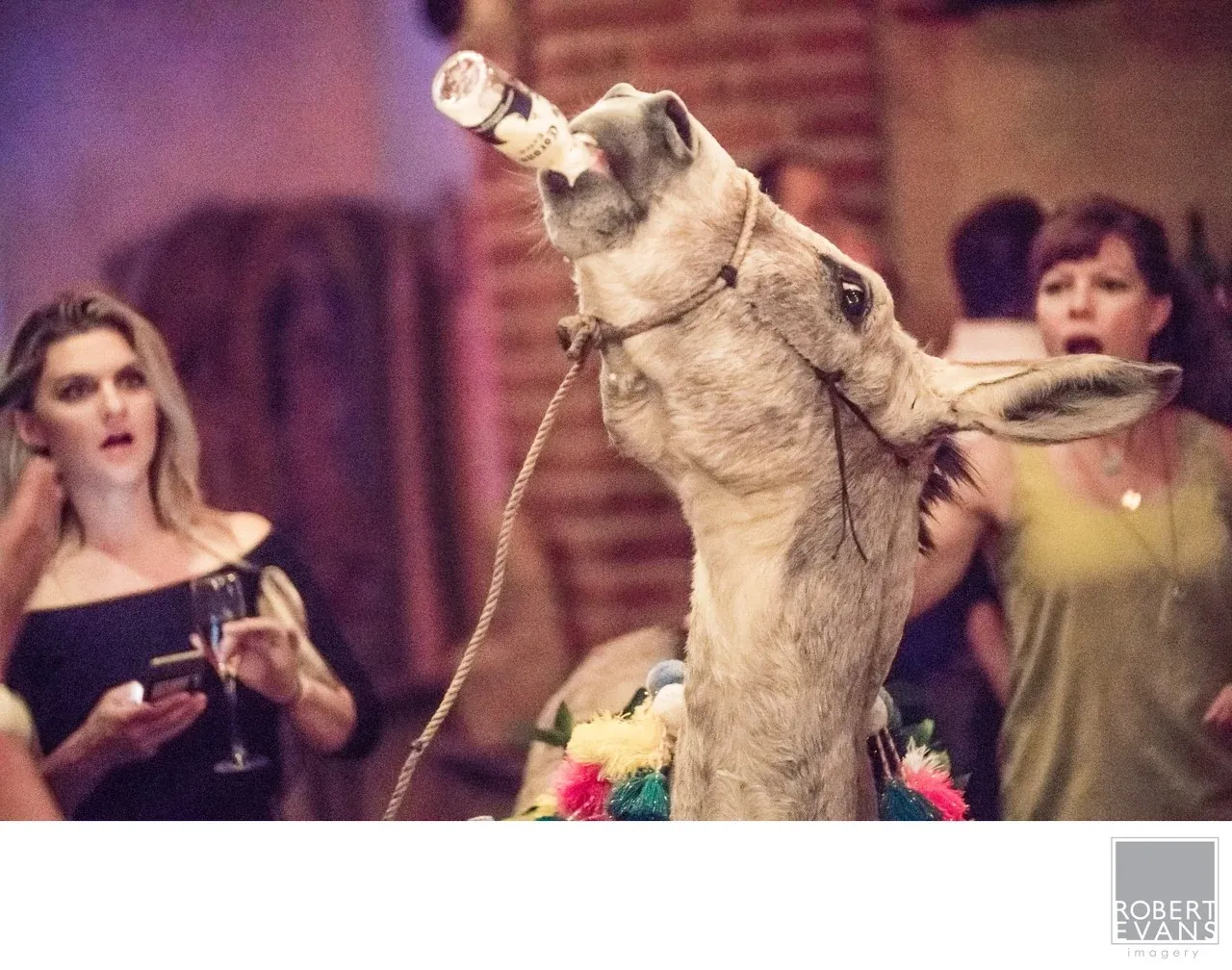 A mounted bear holding a bottle appears above wedding guests during an indoor celebration.