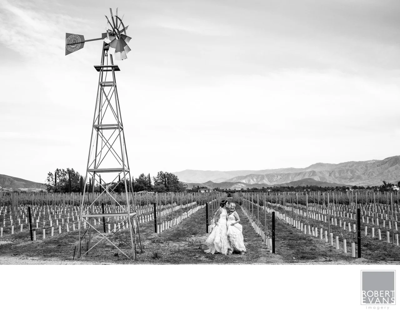 A bride and groom walk between vineyard rows beneath a tall windmill in black and white.