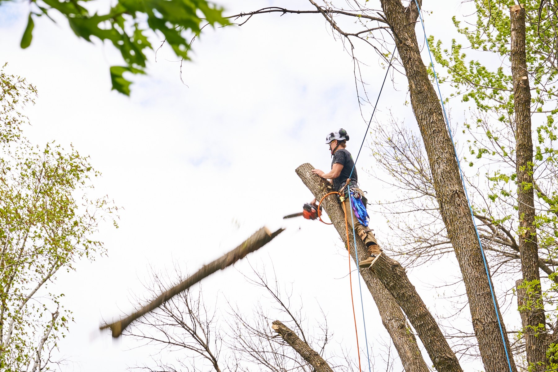 A tree-service worker cutting a branch as it falls
