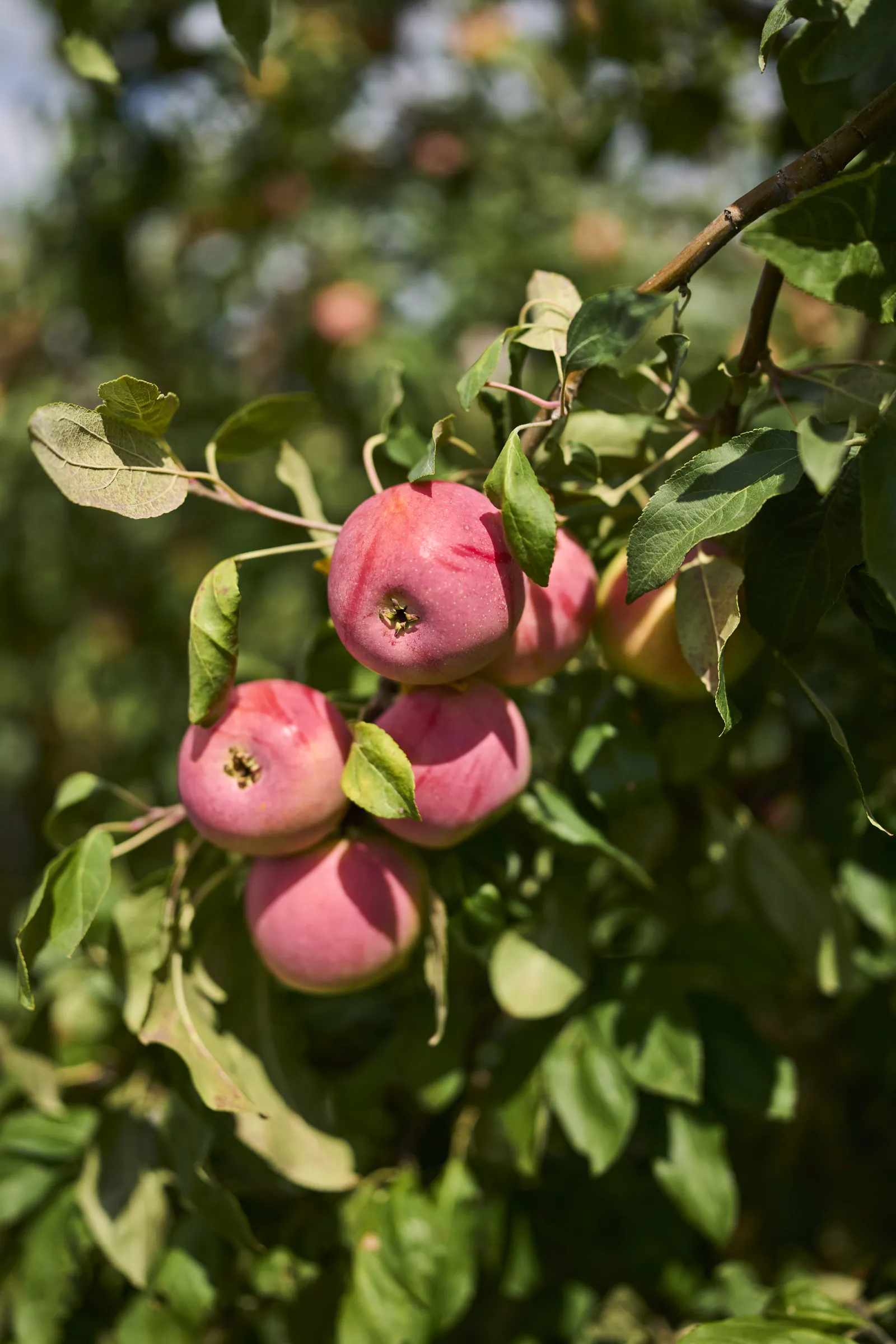 Pink apples among green leaves in the orchard at Ashery Lane Farm, Ashery Lane Farm, Mayer, Minnesota