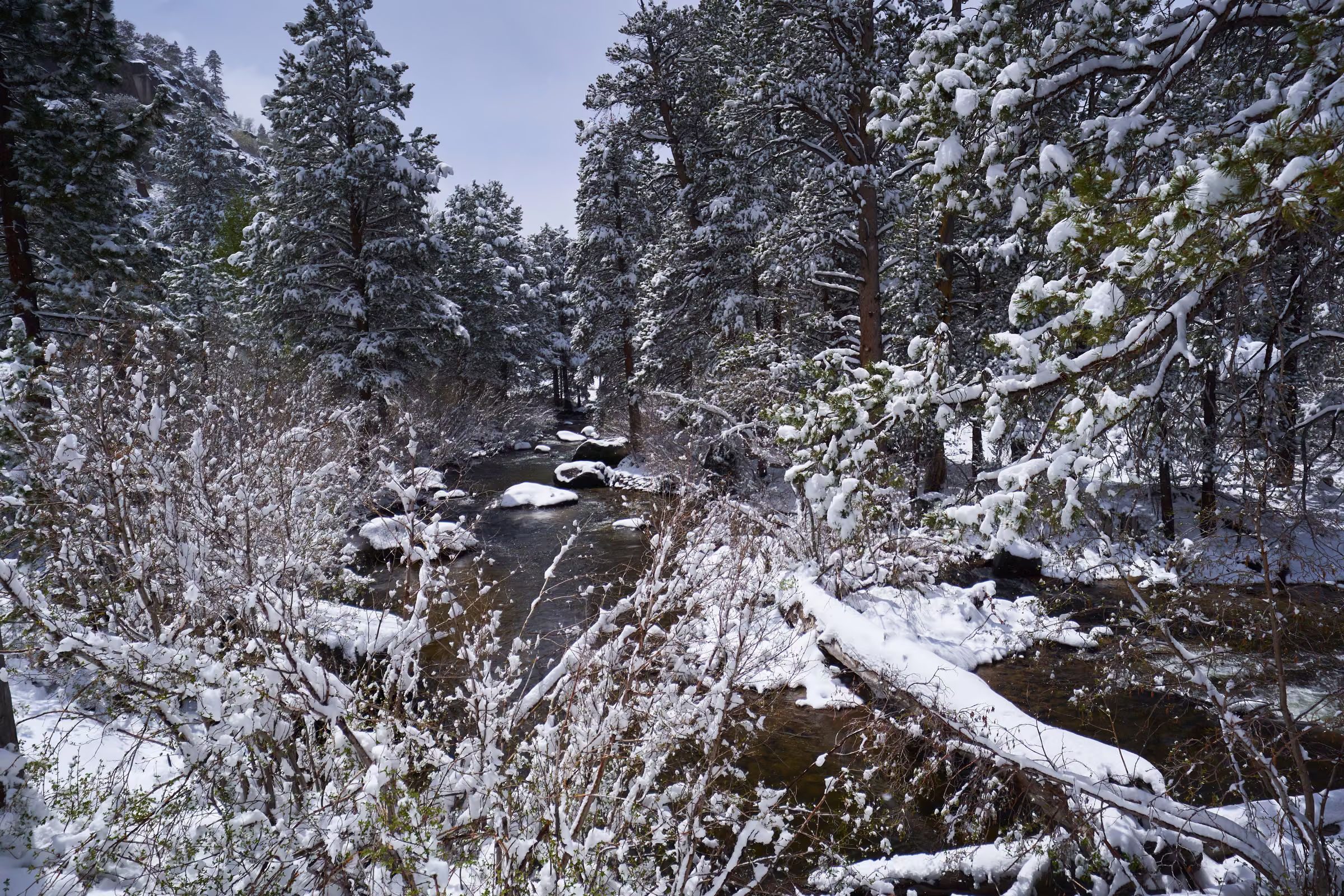 Fresh snow covers the pines and a fallen tree beside a mountain stream, Hope Valley, California