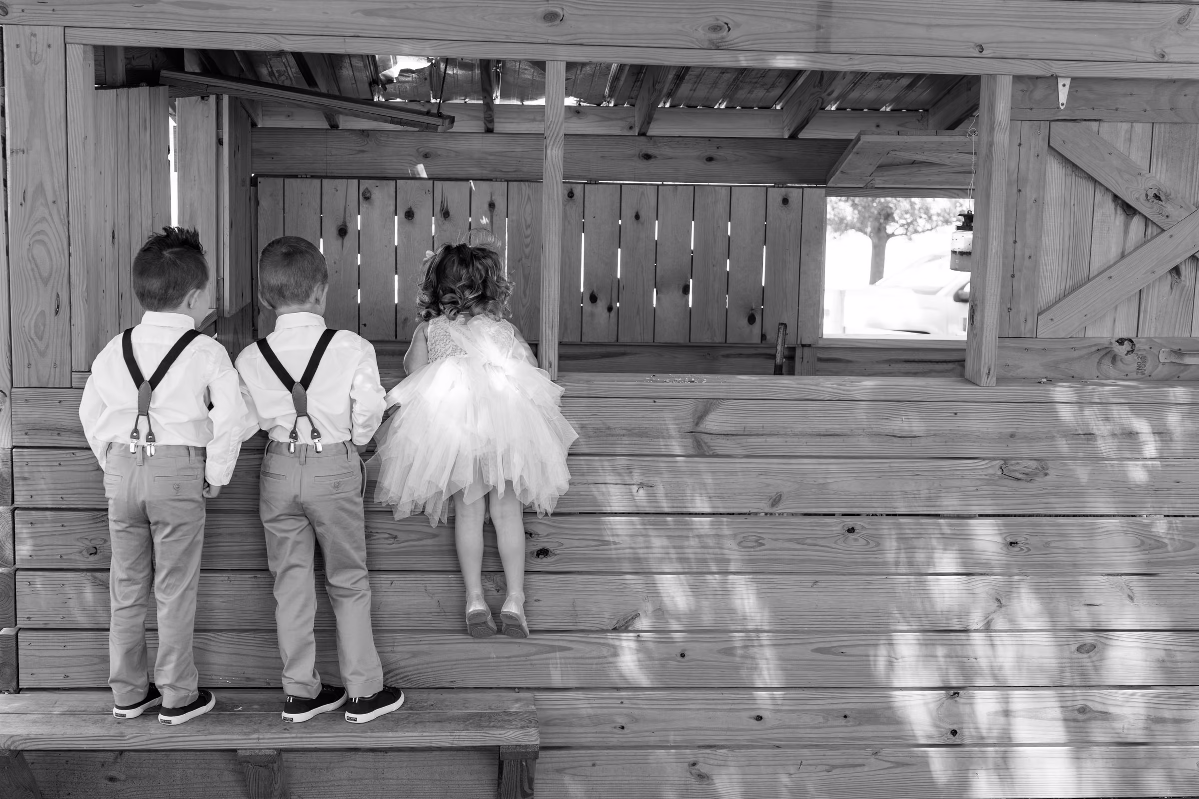 Two ring bearers and a flower girl peer into a wooden animal pen at the farm