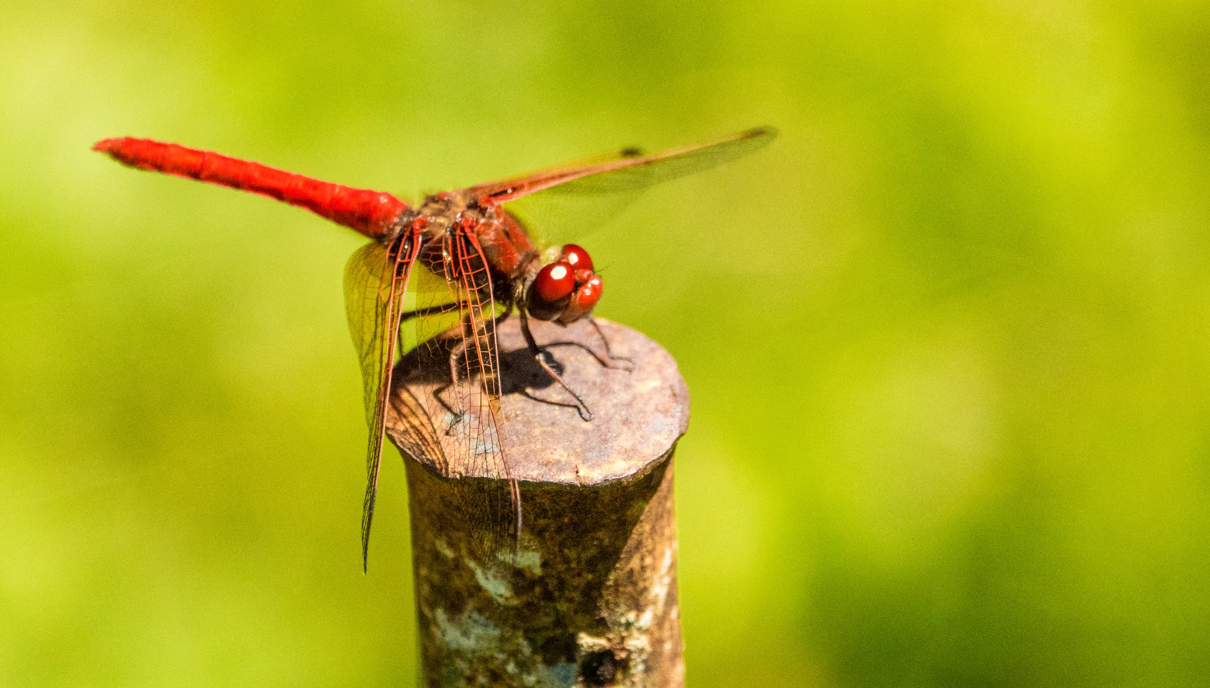 A red dragonfly rests on a weathered wooden post against soft green foliage